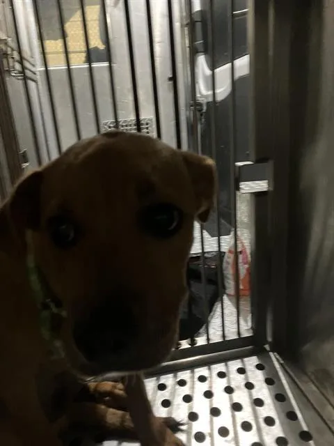 A young small-sized male Mixed Breed dog named Ben for adoption in Dallas, TX