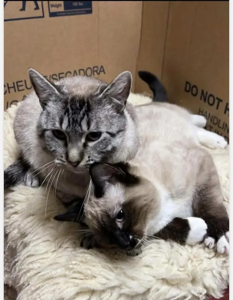 An adult medium-sized female Gray / Blue / Silver Domestic Short Hair cat named Mona Lisa for adoption in Missoula, MT