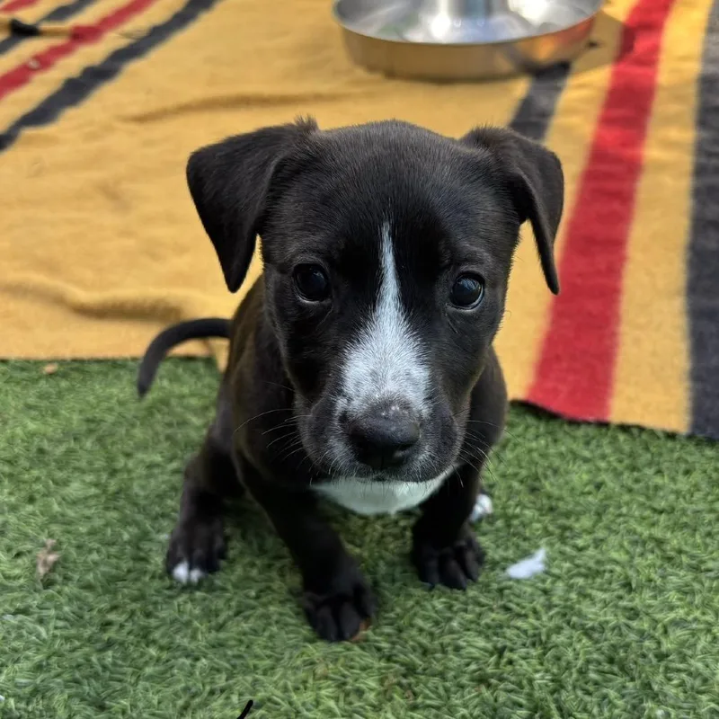 A baby medium-sized female Black Labrador Retriever dog named Garnett for adoption in LOXAHATCHEE, FL