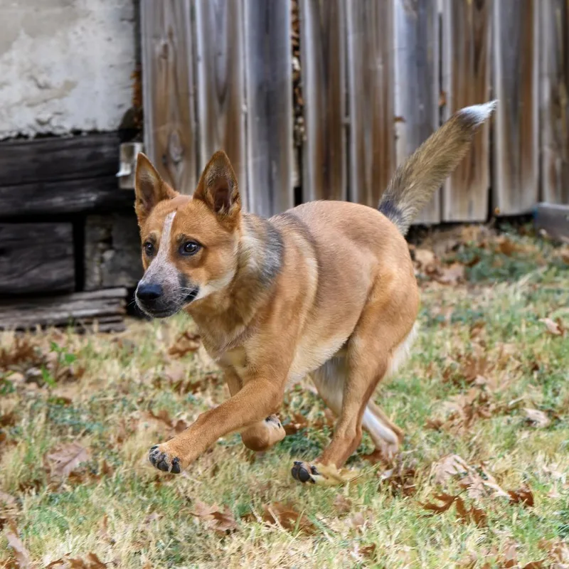An adult medium-sized male Red / Chestnut / Orange Cattle Dog dog named Templeton for adoption in Weatherford, TX