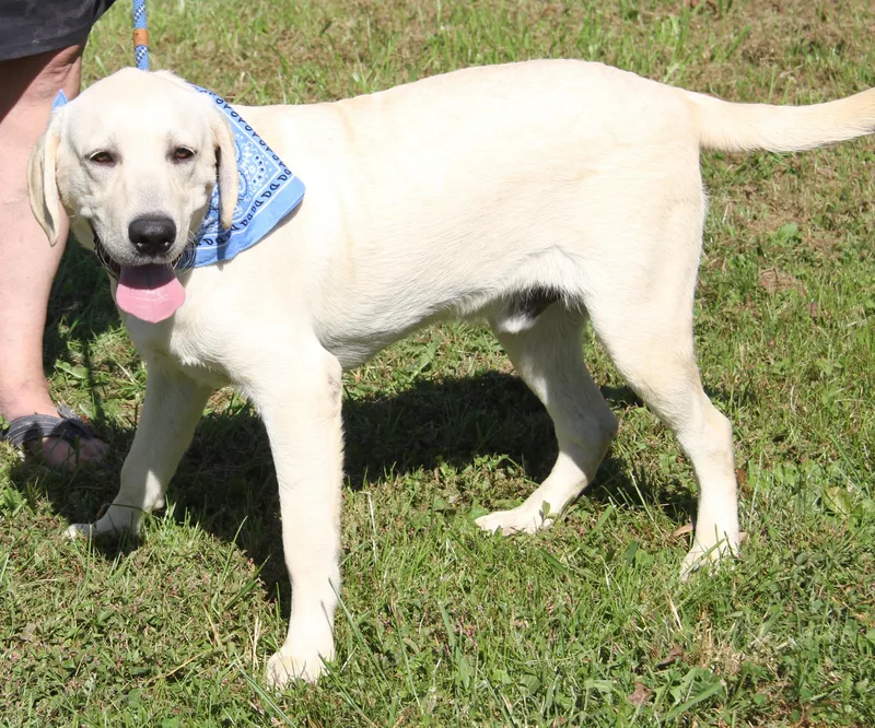A baby large-sized male White / Cream Yellow Labrador Retriever dog named ViVi for adoption in Marietta, OH