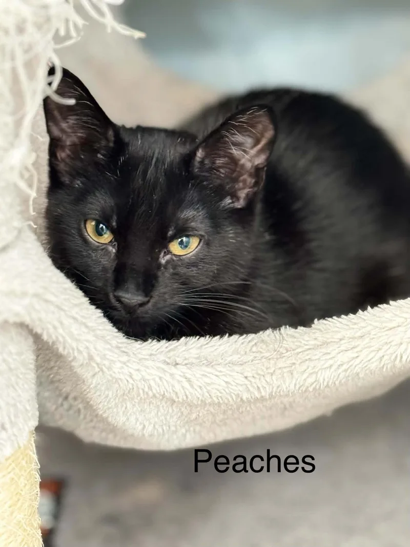 A baby medium-sized female Black Domestic Short Hair cat named Peaches AND Cy for adoption in Gonic, NH