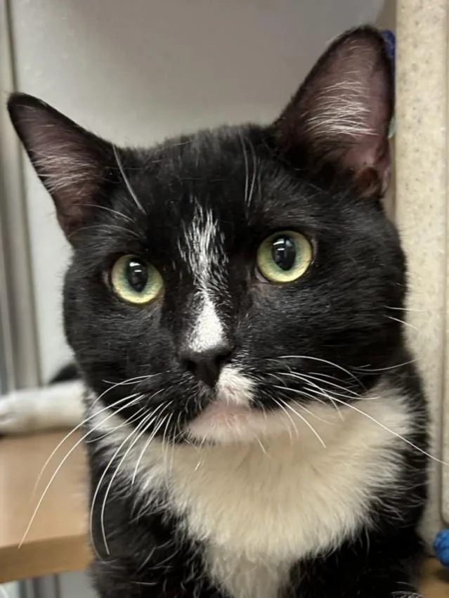 An adult medium-sized male Domestic Short Hair cat named Felix for adoption in Burbank, CA
