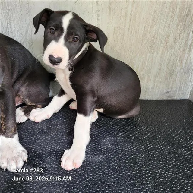 A baby small-sized female Labrador Retriever dog named Kibbles for adoption in San Antonio, TX
