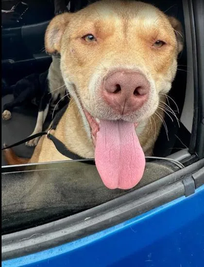 An adult large-sized male Mixed Breed dog named Kovalan for adoption in Chamblee, GA