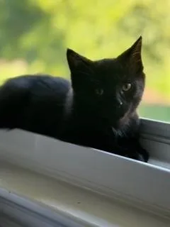 A baby small-sized male Black Domestic Short Hair cat named Bear for adoption in Oradell, NJ