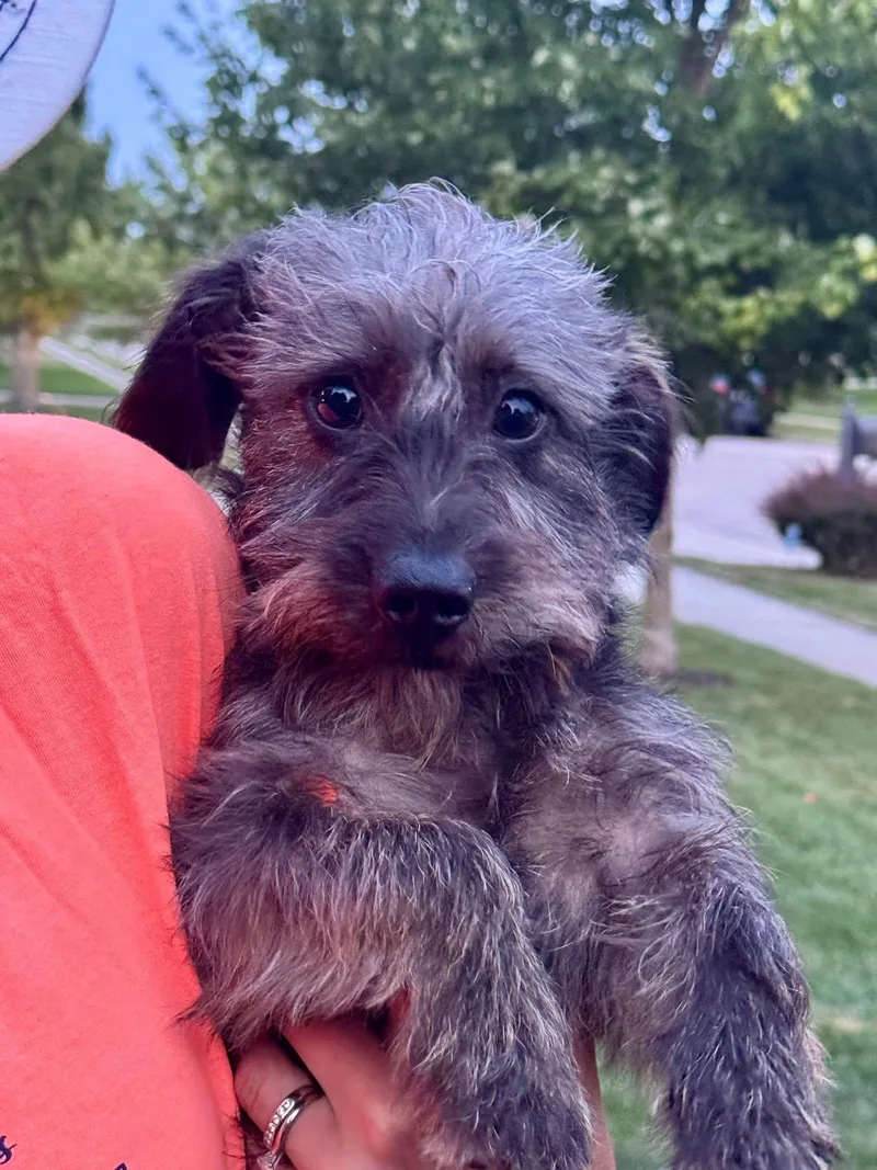 A baby small-sized male Gray / Blue / Silver Miniature Schnauzer dog named Wilbur for adoption in Lewis Center, OH