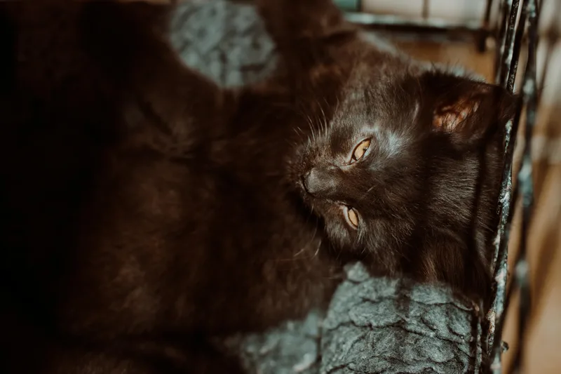 A baby medium-sized male Black Domestic Long Hair cat named Oscar De Larenta for adoption in Le Mars, IA