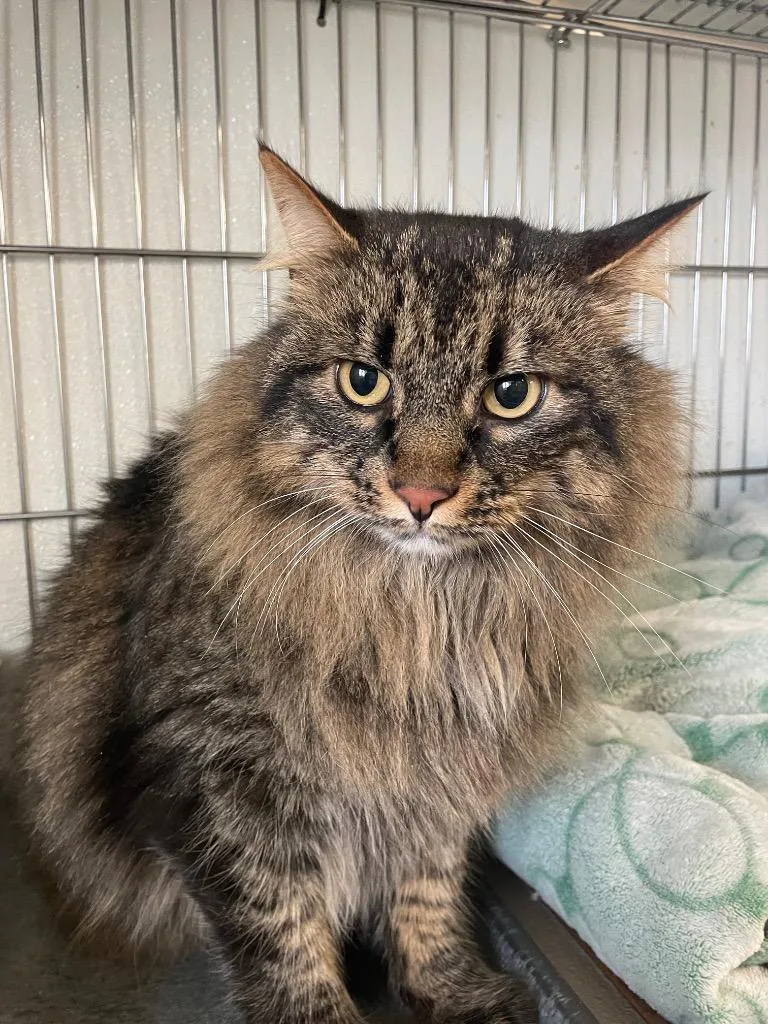 An adult medium-sized male Domestic Long Hair cat named Harry for adoption in Rock Springs, WY