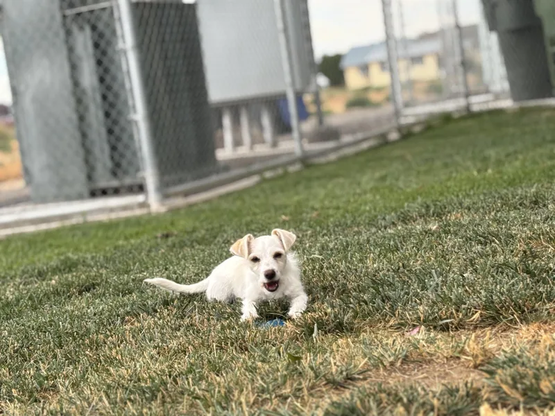 A young small-sized male Terrier dog named Frosty for adoption in Quincy, WA