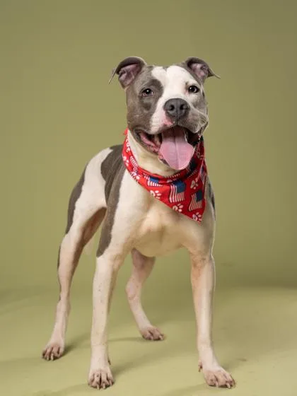 An adult large-sized male Mixed Breed dog named Spot for adoption in Atlanta, GA