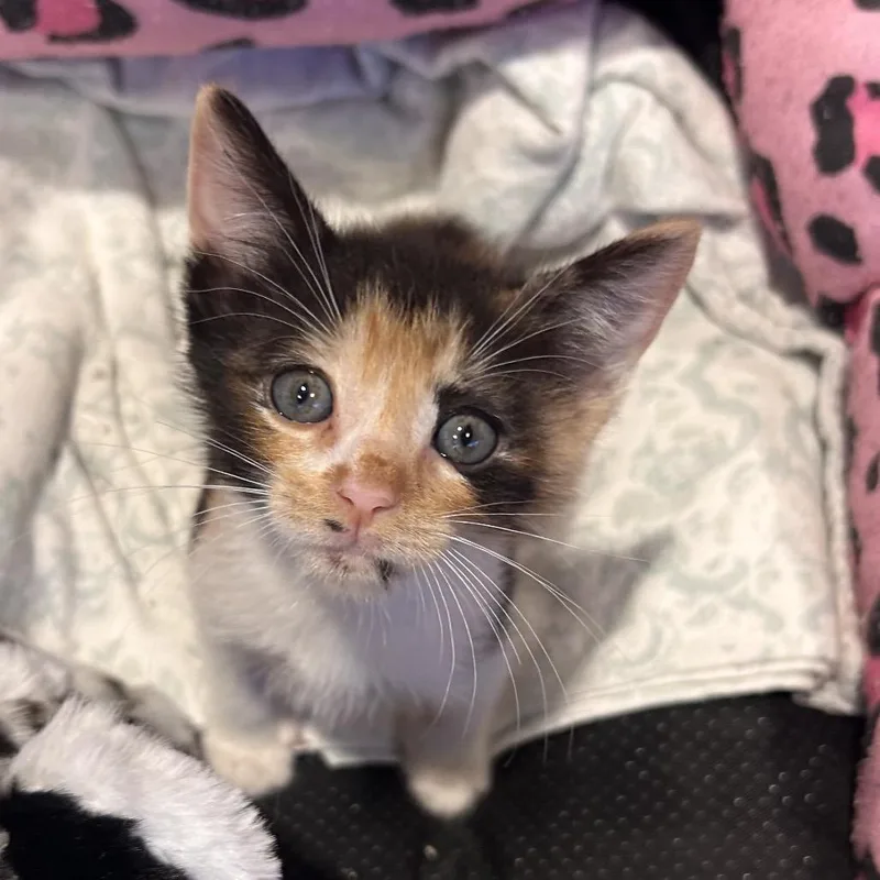 A baby small-sized female Brown / Chocolate Domestic Short Hair cat named Chilli for adoption in Abilene, TX