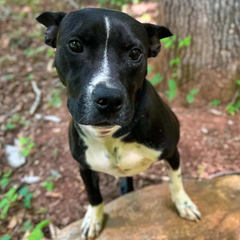A young medium-sized male Black Mixed Breed dog named Orson for adoption in Rocky Mount, VA