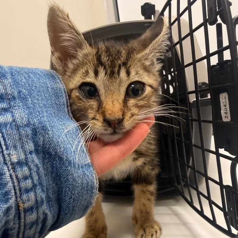 A baby small-sized male Gray / Blue / Silver Domestic Short Hair cat named Freeloading Frank for adoption in Chattanooga, TN