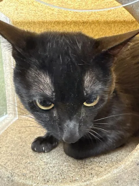A young small-sized male Domestic Short Hair cat named Eclipse for adoption in Riverside, CA