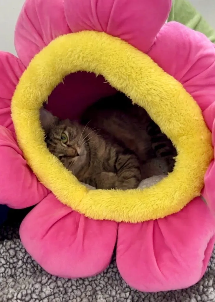 A young medium-sized female Domestic Medium Hair cat named Harmony for adoption in Youngsville, NC