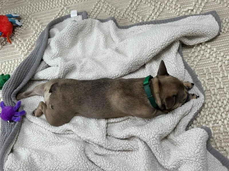 An adult small-sized female Mixed Breed dog named Bijou for adoption in Cincinnati, OH