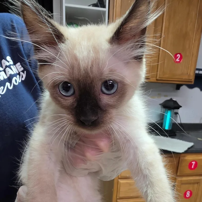 A baby small-sized male Seal Point Domestic Medium Hair cat named Nutmeg for adoption in Leander, TX