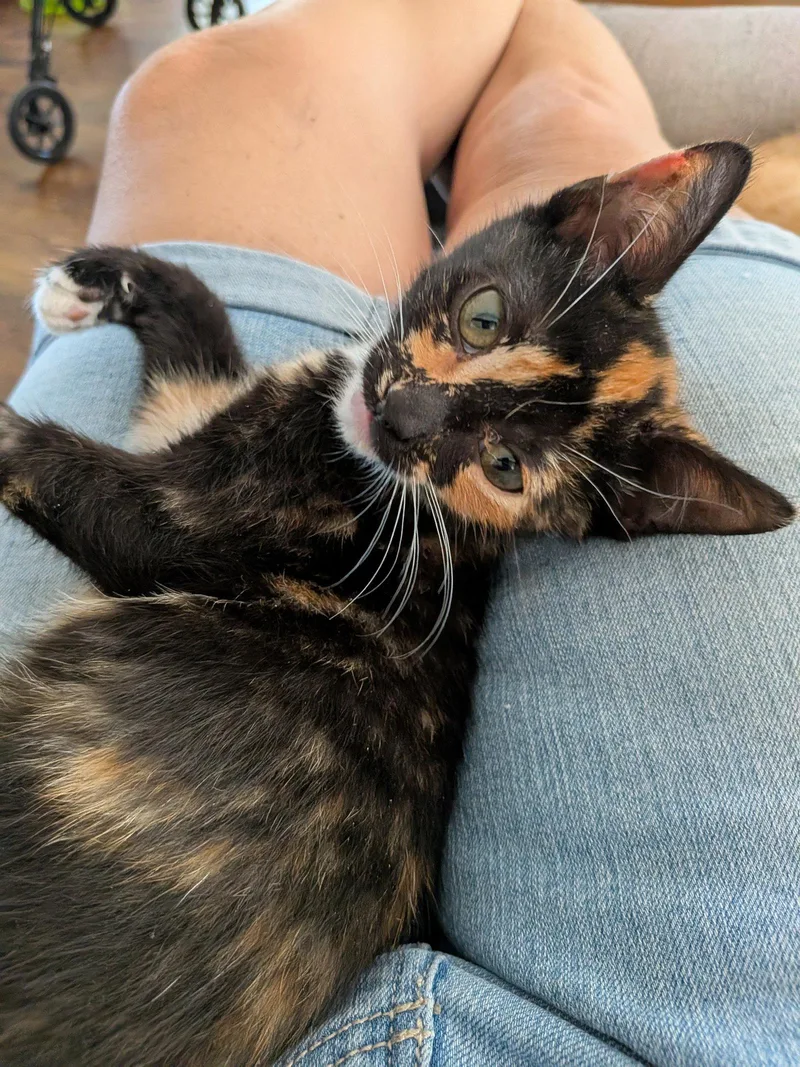 A baby medium-sized female Domestic Short Hair cat named Pepsi for adoption in Naugatuck, CT