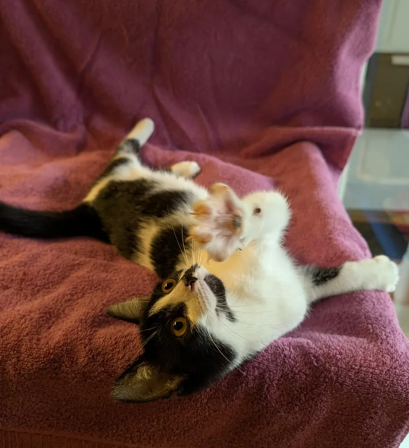 A baby small-sized female Black Domestic Short Hair cat named Maisie for adoption in Brockport, NY