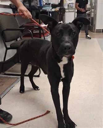 A young large-sized female Labrador Retriever dog named Harley for adoption in Van Nuys, CA