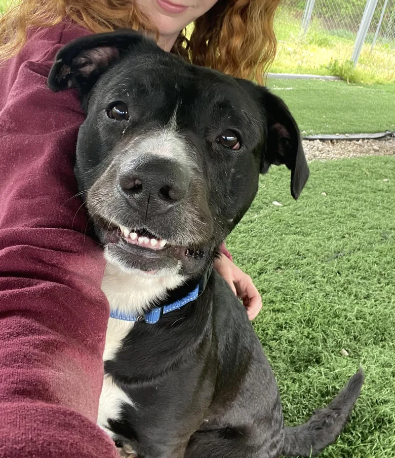 An adult medium-sized male Mixed Breed dog named Boomer for adoption in Moundsville, WV