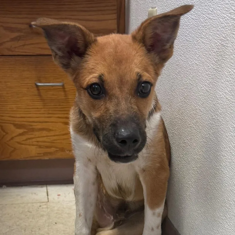 A baby medium-sized male Red / Chestnut / Orange Shepherd dog named Jeffery for adoption in Jacksonville, AR