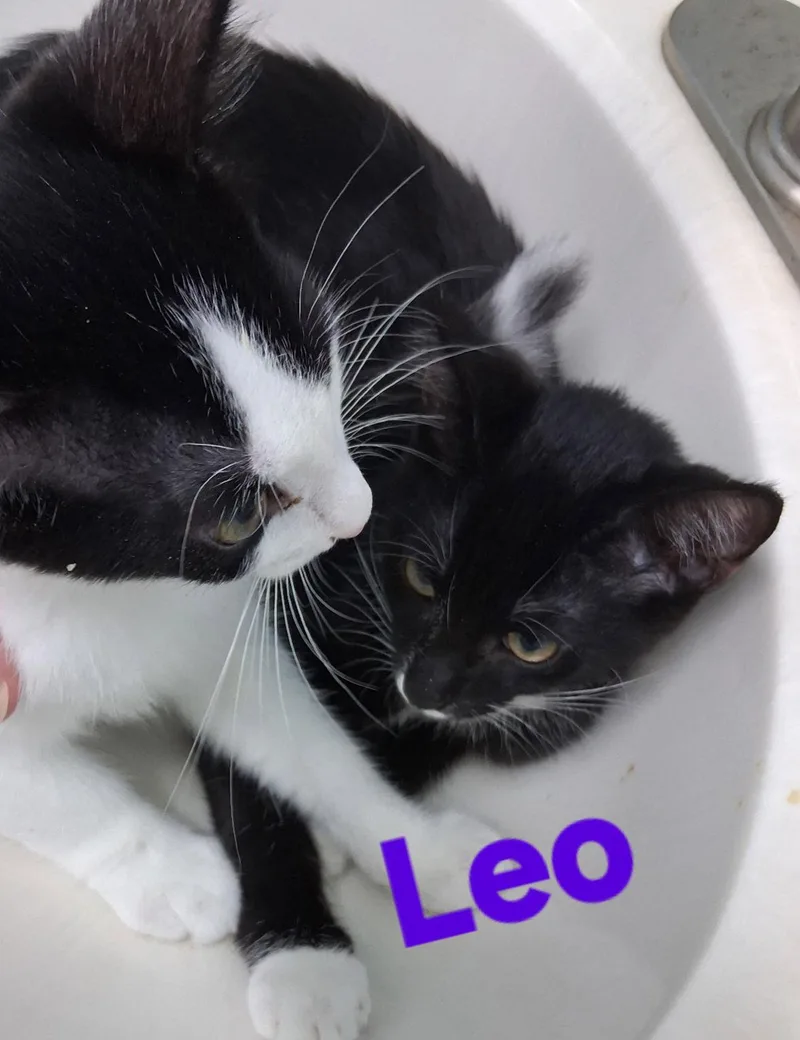 A young medium-sized male Domestic Short Hair cat named Leo for adoption in Longwood, FL