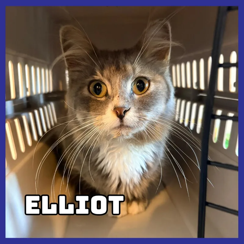A young medium-sized male Gray / Blue / Silver Domestic Medium Hair cat named Elliot for adoption in Glenwood, MN