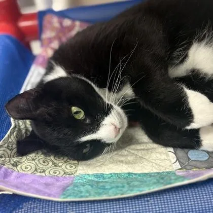 An adult medium-sized male Domestic Short Hair cat named Cake for adoption in Largo, FL