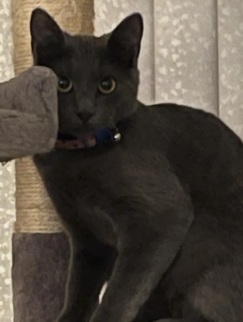 A baby medium-sized female Domestic Short Hair cat named Maisie for adoption in South Pasadena, CA