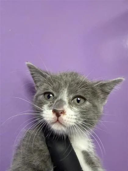 A baby small-sized female Gray / Blue / Silver Domestic Short Hair cat named 61487487 for adoption in El Paso, TX