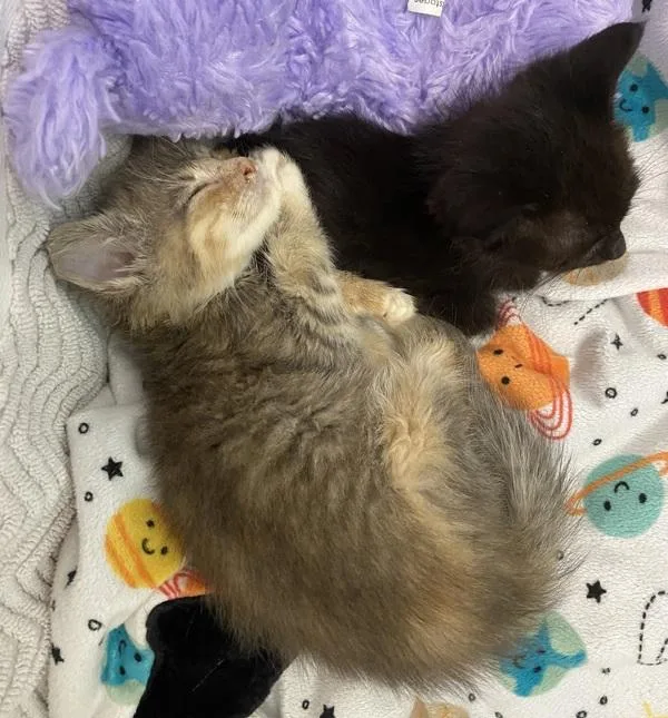 A baby small-sized female Domestic Short Hair cat named Clementine for adoption in San Diego, CA