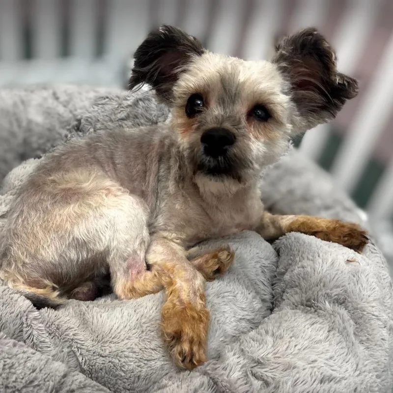 Theo Thorn thumbnail 2