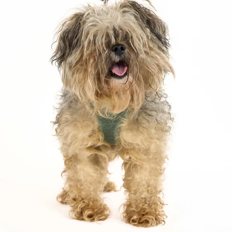 Theo Thorn thumbnail 6