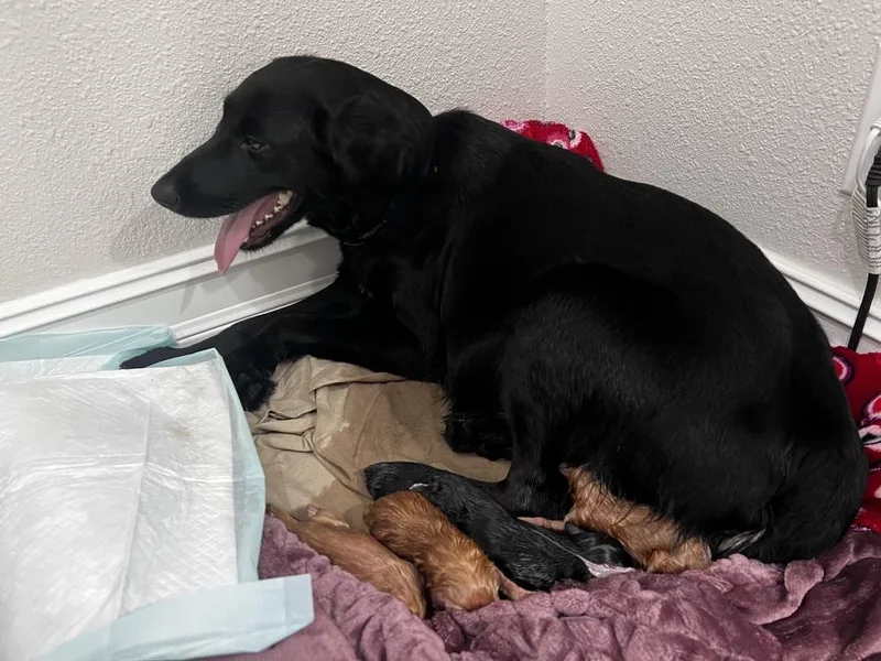 Camazzola  Mama Blossom thumbnail 2