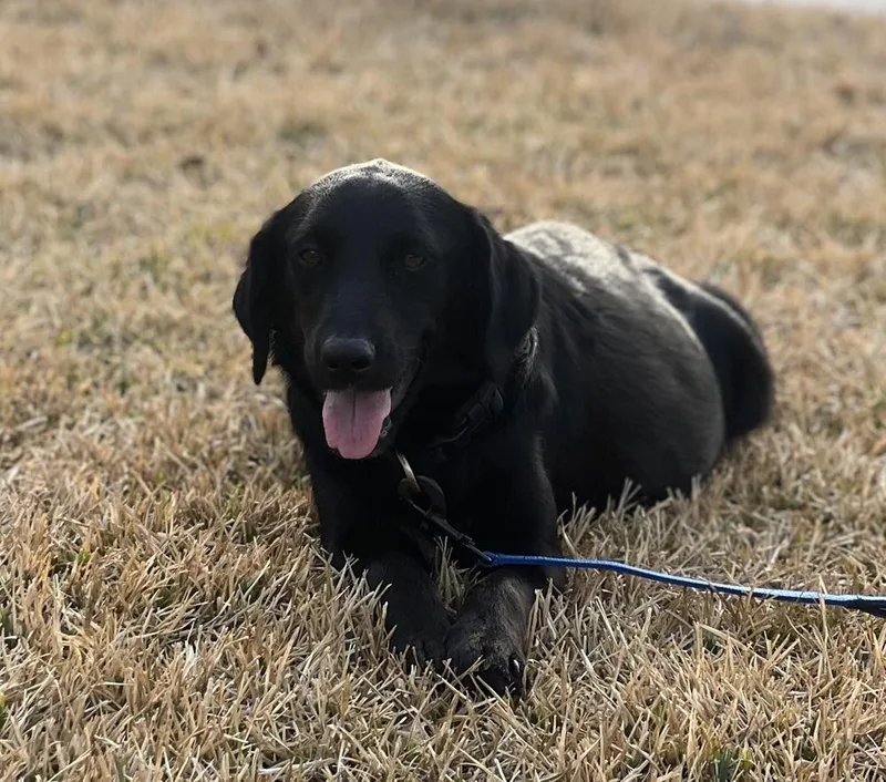 Camazzola  Mama Blossom thumbnail 4