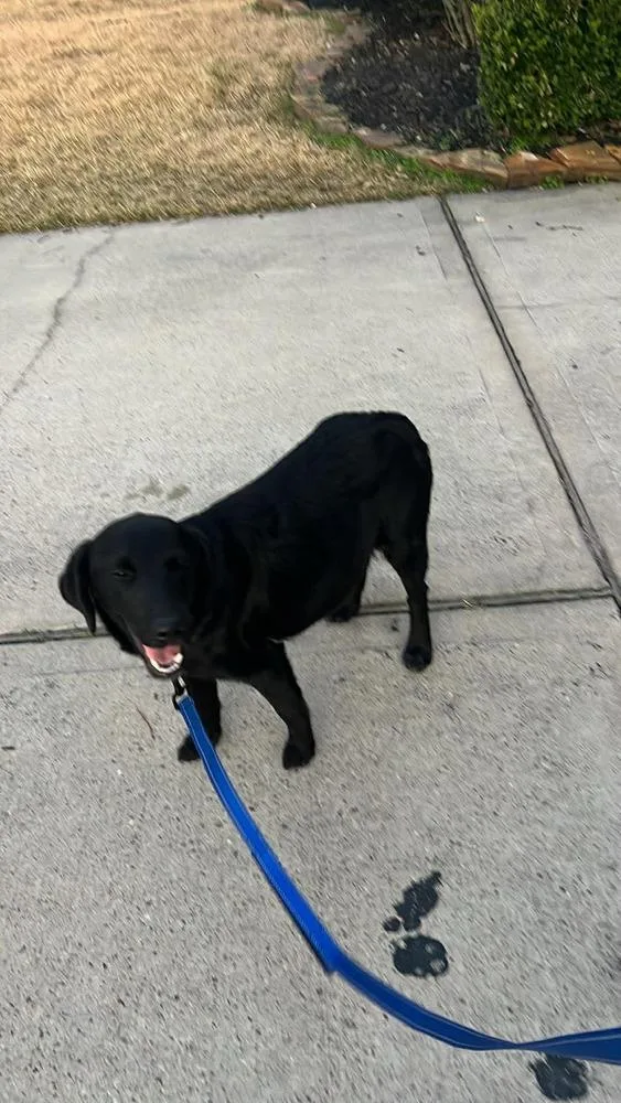 Camazzola  Mama Blossom thumbnail 6