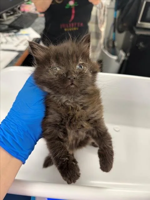 A baby small-sized male Black Domestic Short Hair cat named Lucifer for adoption in Woodland, CA