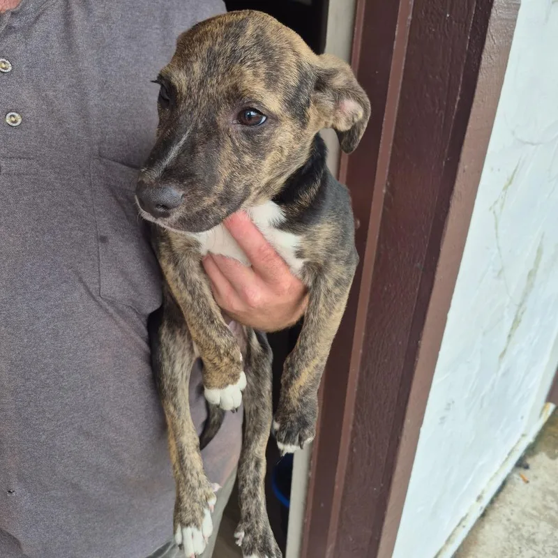 Merrill thumbnail 2