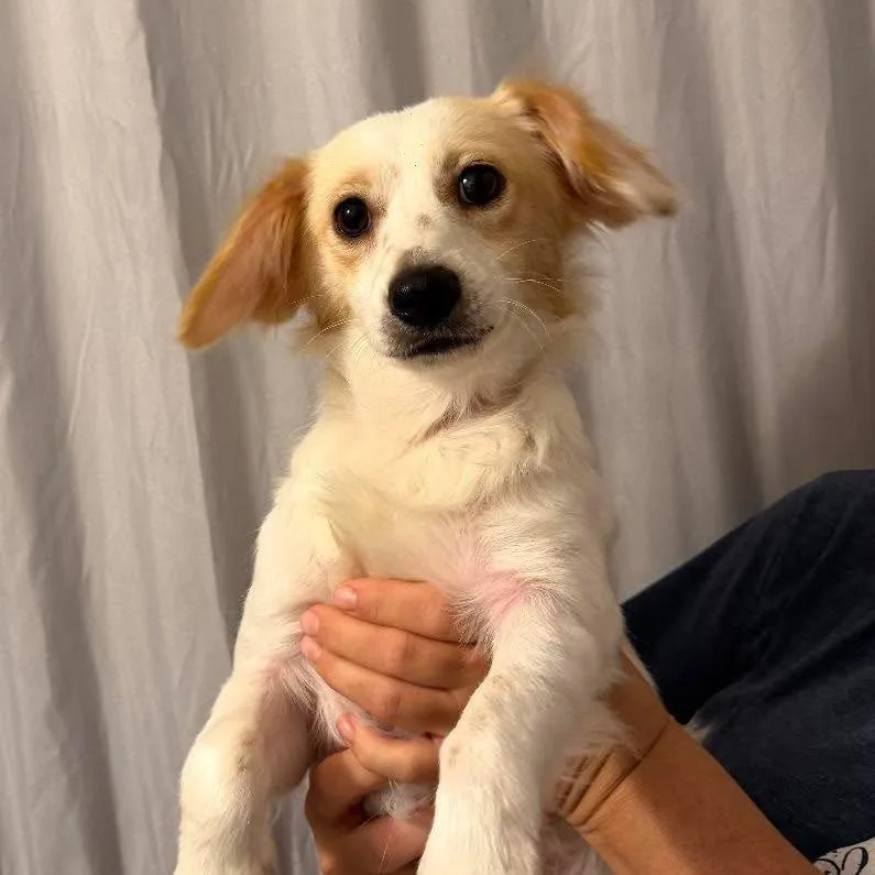 A young small-sized male White / Cream Corgi dog named Buster for adoption in Winchester, VA