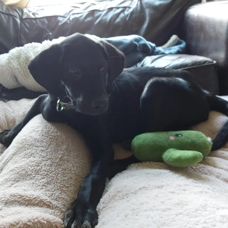 A baby medium-sized male Black Labrador Retriever dog named Apollo for adoption in Cartersville, GA