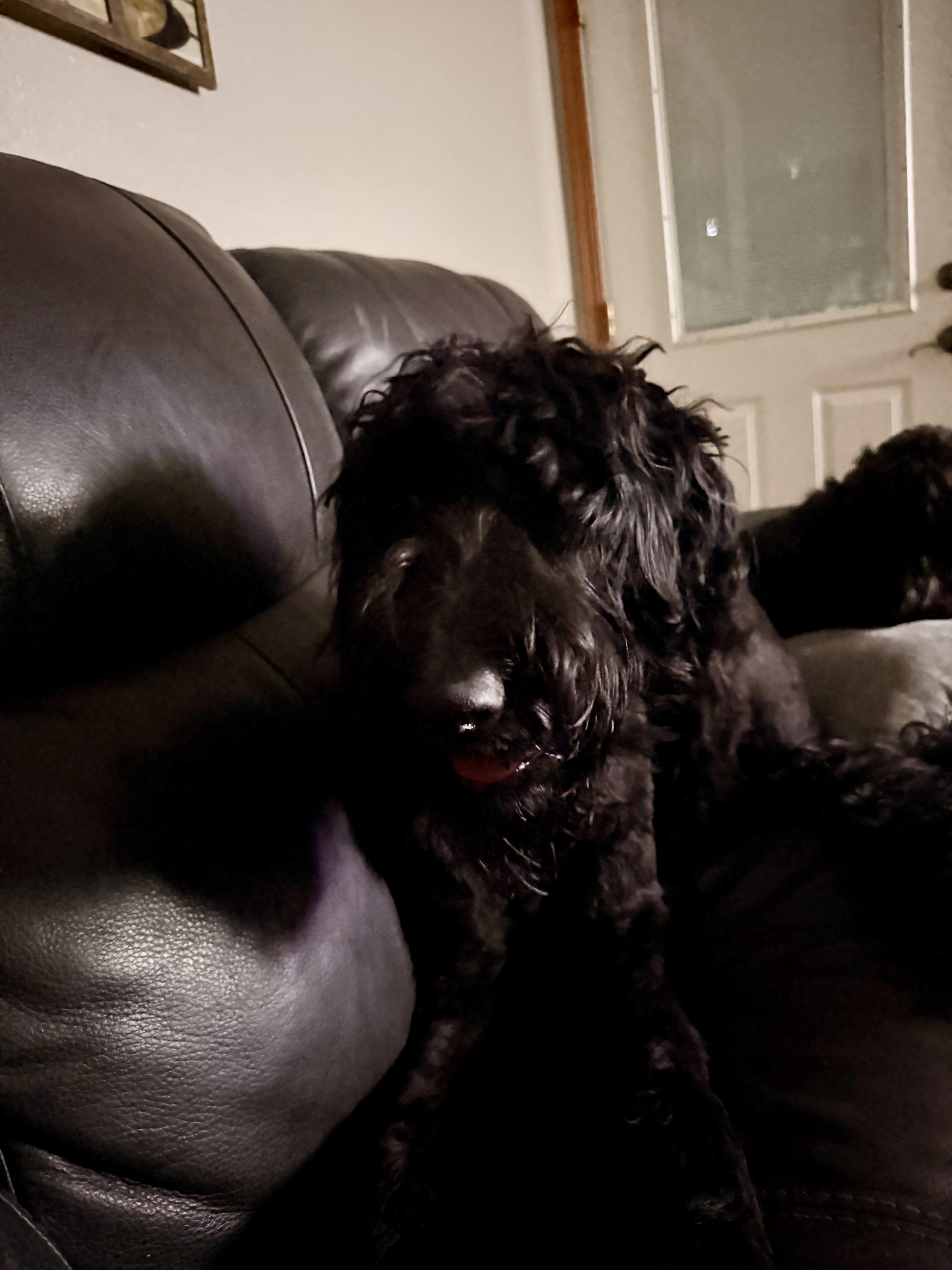 A young large-sized male Black Labradoodle dog named Bear for adoption in Monona, WI