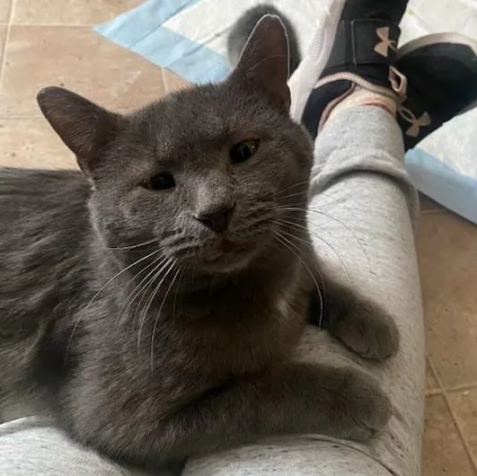 An adult medium-sized male Gray / Blue / Silver Domestic Short Hair cat named Ned for adoption in Sterling Heights, MI