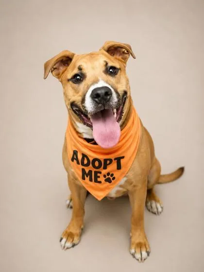 A baby medium-sized male Golden Mixed Breed dog named Walnut for adoption in Hamilton, OH