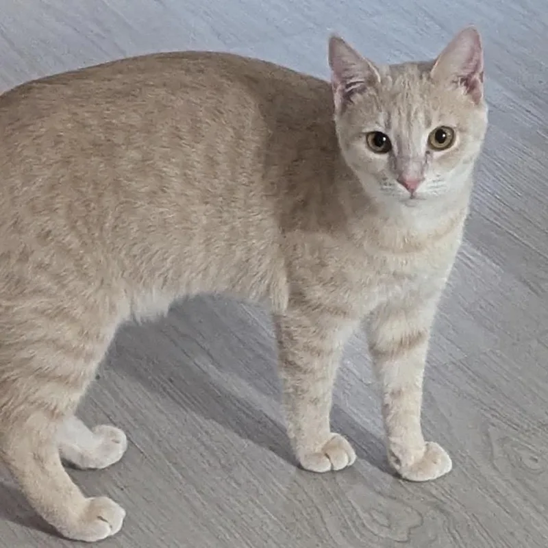 An adult medium-sized female Buff / Tan / Fawn Domestic Short Hair cat named Cinnamon for adoption in Ashland, VA