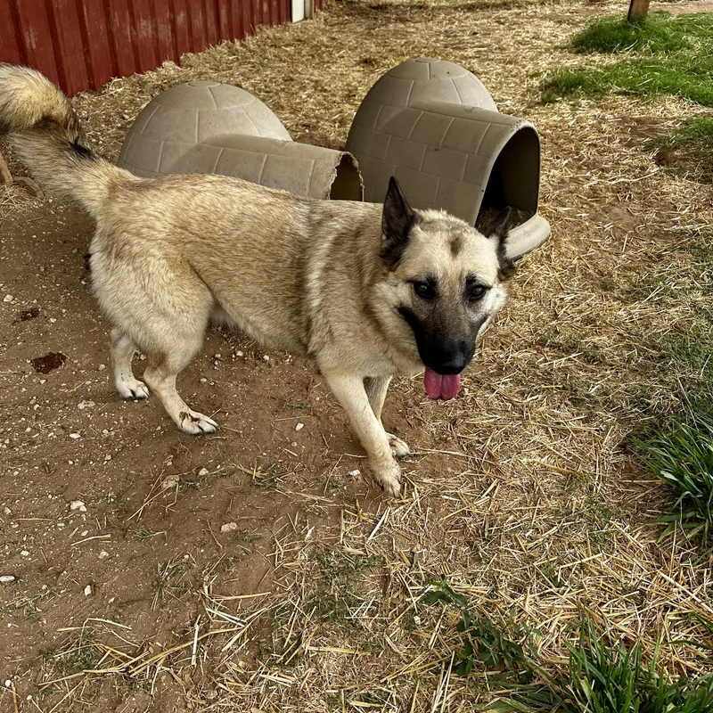 An adult medium-sized female Bicolor German Shepherd Dog dog named Haven for adoption in Seguin, TX