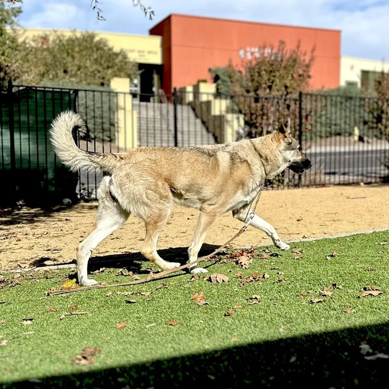 An adult large-sized female German Shepherd Dog dog named Rainy  ECAS for adoption in Pleasanton, CA