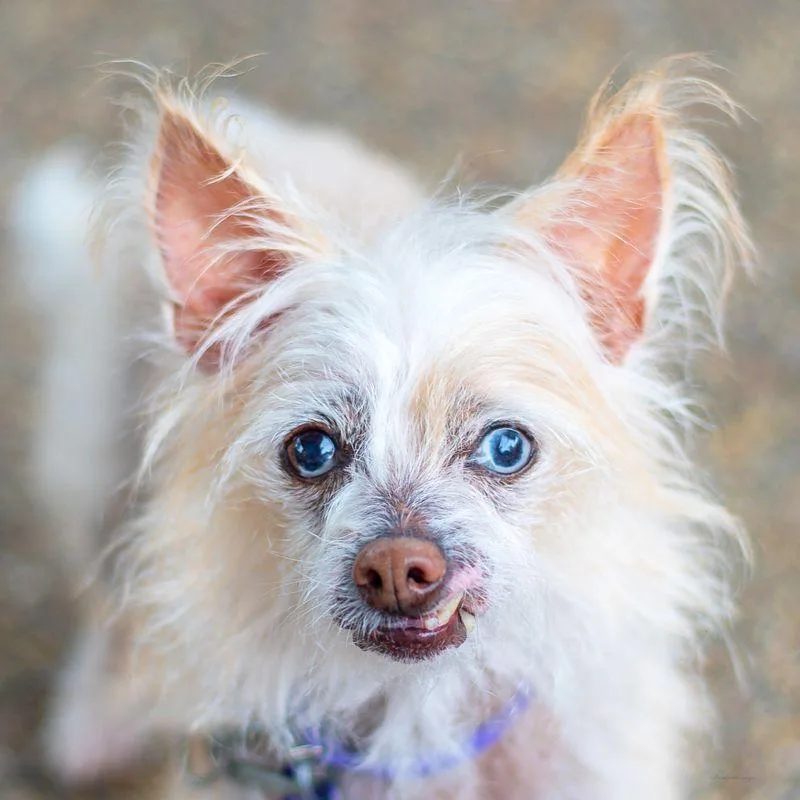 A senior small-sized female Apricot / Beige Terrier dog named Opal for adoption in Baton Rouge, LA