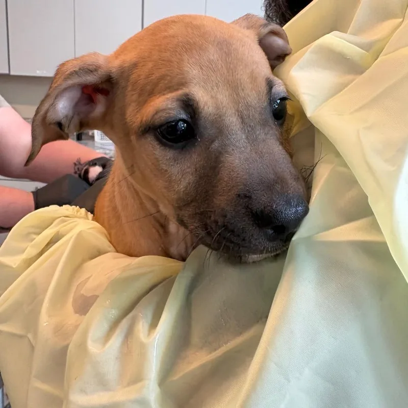 A baby small-sized female Yellow / Tan / Blond / Fawn Mixed Breed dog named Malisha for adoption in Huntington, WV
